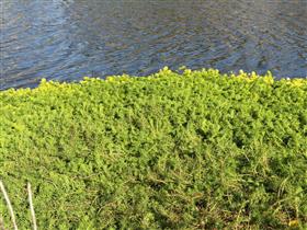 オオフサモが密生している様子