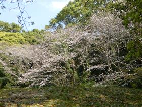 大きい桜